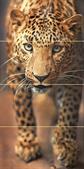 Leopard панно 996х500 (из 4-х штук)